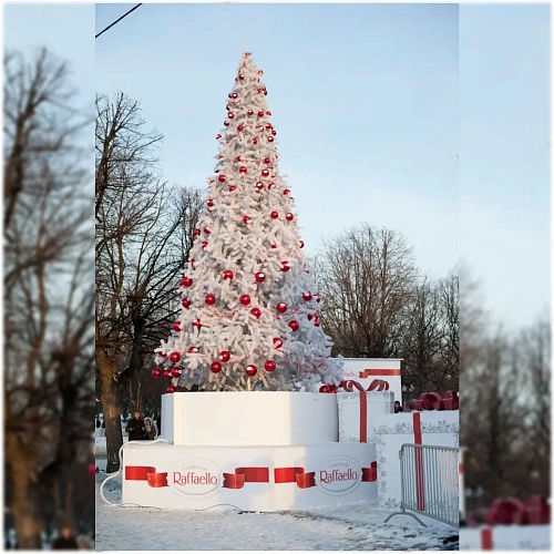 Альпийская ель белая, цвет хвои  Белый, высотой  20 м